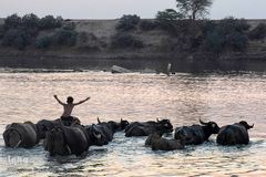 اینجا گاومیش‌آباد؛ محرومیت در خاک و آب و کسب روزی حلال