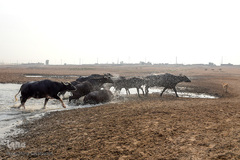 اینجا گاومیش‌آباد؛ محرومیت در خاک و آب و کسب روزی حلال