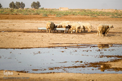 آبرسانی به روستاهای هویزه