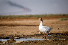 آبرسانی به روستاهای هویزه