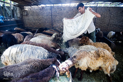 بازار داغ خرید و فروش دام در روز عید قربان