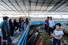 بازار داغ خرید و فروش دام در روز عید قربان