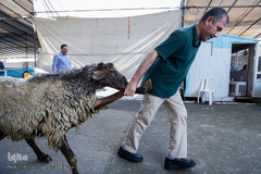 بازار داغ خرید و فروش دام در روز عید قربان