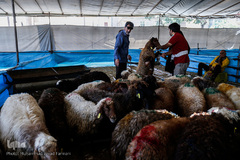 بازار داغ خرید و فروش دام در روز عید قربان