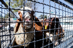 بازار داغ خرید و فروش دام در روز عید قربان