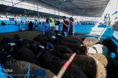 بازار داغ خرید و فروش دام در روز عید قربان