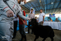 بازار داغ خرید و فروش دام در روز عید قربان