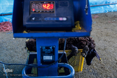 بازار داغ خرید و فروش دام در روز عید قربان