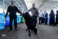 بازار داغ خرید و فروش دام در روز عید قربان