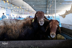 بازار داغ خرید و فروش دام در روز عید قربان