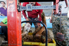 بازار داغ خرید و فروش دام در روز عید قربان