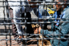 بازار داغ خرید و فروش دام در روز عید قربان