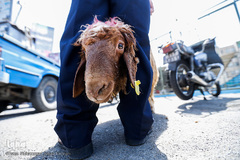 بازار داغ خرید و فروش دام در روز عید قربان