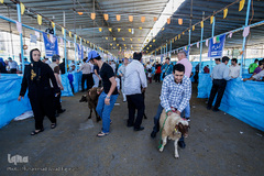 بازار داغ خرید و فروش دام در روز عید قربان