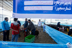 بازار داغ خرید و فروش دام در روز عید قربان