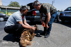 بازار داغ خرید و فروش دام در روز عید قربان