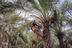 برداشت خرما از نخلستان‌های شادگان