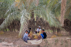 برداشت خرما از نخلستان‌های شادگان