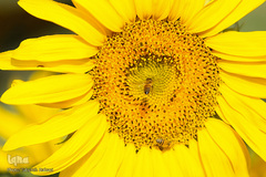 مزرعه گل های آفتابگردان