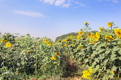 مزرعه گل های آفتابگردان