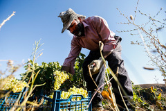 برداشت انگور در تاکستان

