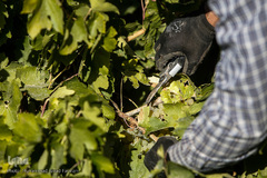 برداشت انگور در تاکستان
