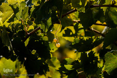 برداشت انگور در تاکستان
