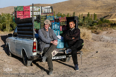 برداشت انگور در تاکستان
