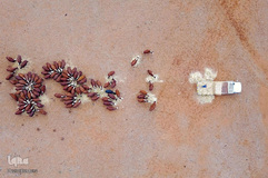 بحرانی که نمی بینم / خشکسالی