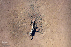 بحرانی که نمی بینم / خشکسالی