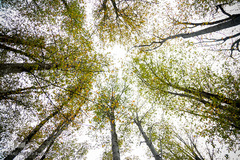 ثروتی از جنس طبیعت / جنگل راش