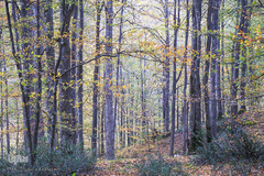 ثروتی از جنس طبیعت / جنگل راش