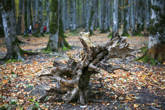 ثروتی از جنس طبیعت / جنگل راش