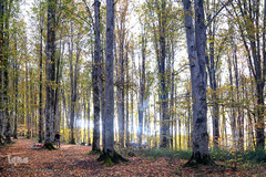 ثروتی از جنس طبیعت / جنگل راش