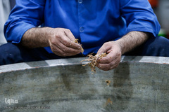 پخت و توزیع ۹ تن آش نذری در سالروز رحلت پیامبر اعظم (ص)