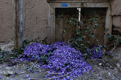 برداشت زعفران در تربت حیدریه