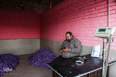 برداشت زعفران در تربت حیدریه