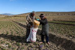 برداشت زعفران در تربت حیدریه