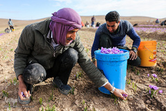 برداشت زعفران در تربت حیدریه
