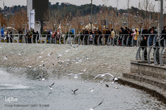 مرغان دریایی کاکایی میهمانان زمستانی دریاچه چیتگر (شهدای خلیج فارس)