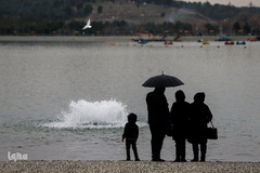 مرغان دریایی کاکایی میهمانان زمستانی دریاچه چیتگر (شهدای خلیج فارس)