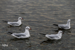 مرغان دریایی کاکایی میهمانان زمستانی دریاچه چیتگر (شهدای خلیج فارس)