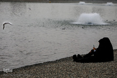 مرغان دریایی کاکایی میهمانان زمستانی دریاچه چیتگر (شهدای خلیج فارس)