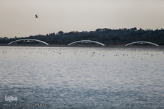 مرغان دریایی کاکایی میهمانان زمستانی دریاچه چیتگر (شهدای خلیج فارس)