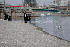 مرغان دریایی کاکایی میهمانان زمستانی دریاچه چیتگر (شهدای خلیج فارس)