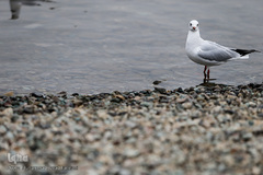 مرغان دریایی کاکایی میهمانان زمستانی دریاچه چیتگر (شهدای خلیج فارس)