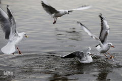 مرغان دریایی کاکایی میهمانان زمستانی دریاچه چیتگر (شهدای خلیج فارس)