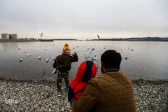 مرغان دریایی کاکایی میهمانان زمستانی دریاچه چیتگر (شهدای خلیج فارس)