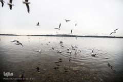 مرغان دریایی کاکایی میهمانان زمستانی دریاچه چیتگر (شهدای خلیج فارس)