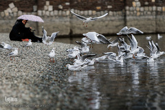مرغان دریایی کاکایی میهمانان زمستانی دریاچه چیتگر (شهدای خلیج فارس)